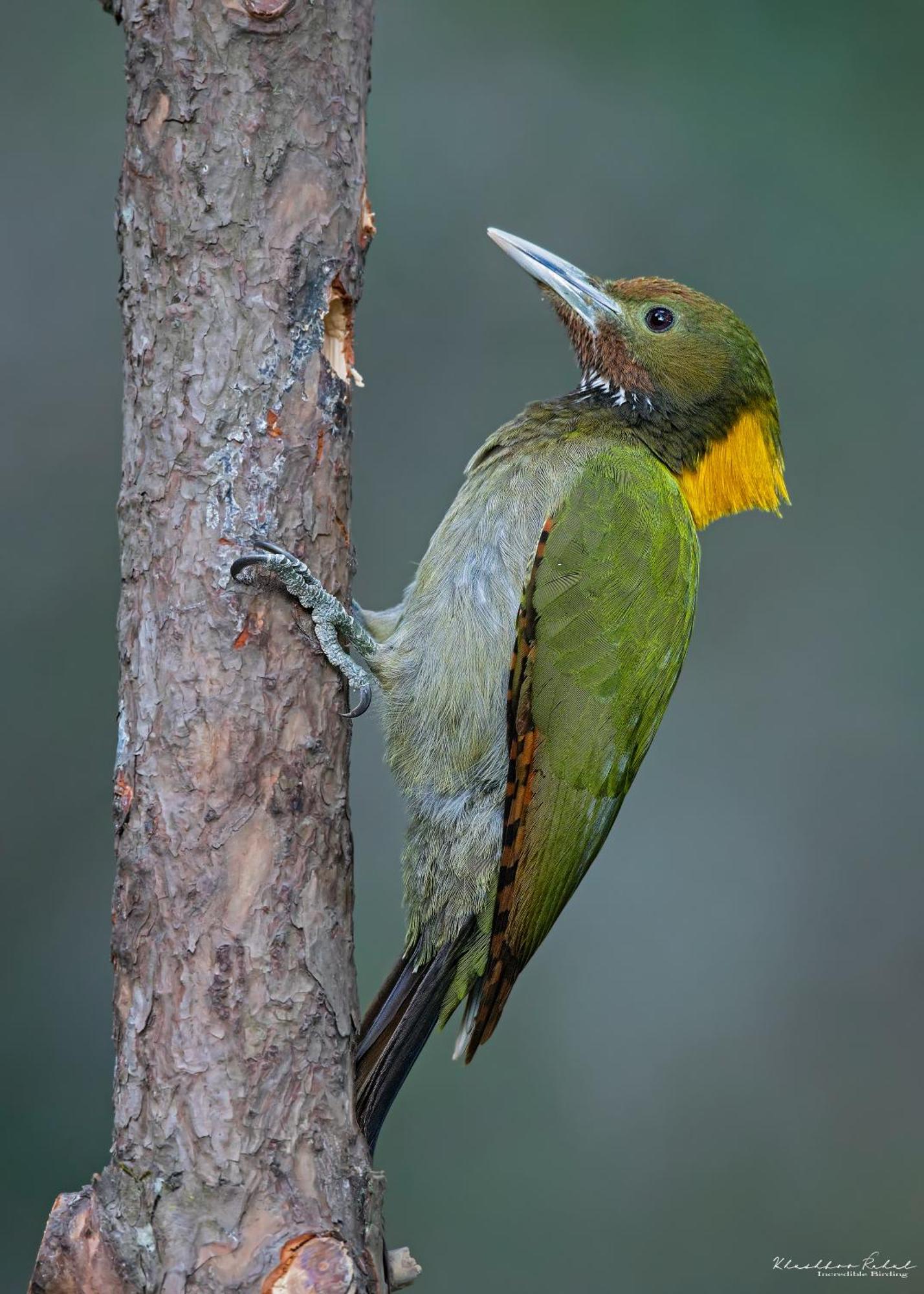 Incredible Birding Camp Apartamento Bhīm Tāl Exterior foto